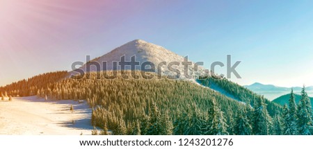 Beautiful winter panorama with fresh snow. Landscape with spruce pine trees, blue sky with sun light and high Carpathian mountains on background.