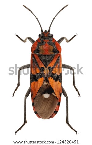 Black and Red Ground bug species Spilostethus pandurus in high definition with extreme focus and DOF (depth of field) isolated on white background