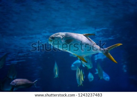 A group of fish Snubnose Pompano - Trachinotus Blochii are in the tropical waters of the ocean. The water is clear and blue. It is underwater photo.