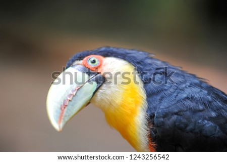 Colorful Tucan on the forest of Brazil