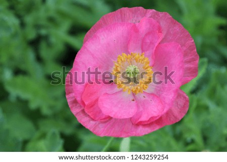 Close-up pink poppy on green background.