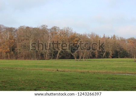 beautiful view over a green pasture with a tree edge, photo taken in november the trees are brown and leafless