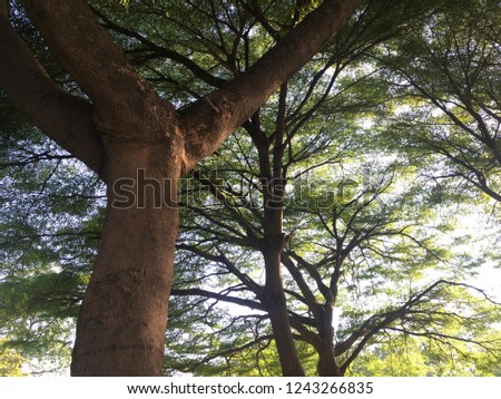 Big tree trunk on green background