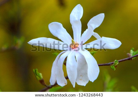 Blooming Willow-leafed Magnolia, known also as Anise Magnolia flowers - Magnolia salicifolia - in spring season in a botanical garden