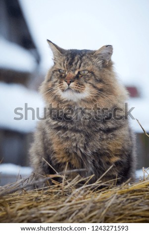 fluffy cat on hay