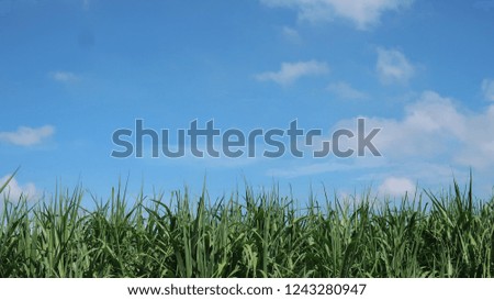 Field of sugar cane on farm under blue sky and cumulus cloud.