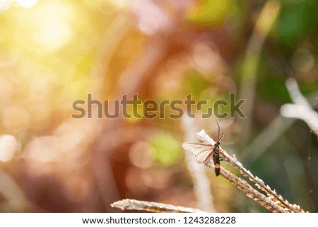 Small insect expand the wings relaxing on the grass with a beautiful natural background.