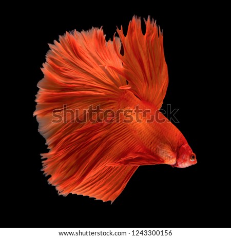 Red Betta fish, Pla-kad, biting fish, Thai popular aquarium fish isolated on black background