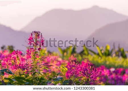 Soft focus of Purple Spider flowers garden on the hills during sunset with mountains peak are background.Sweet flowers garden.