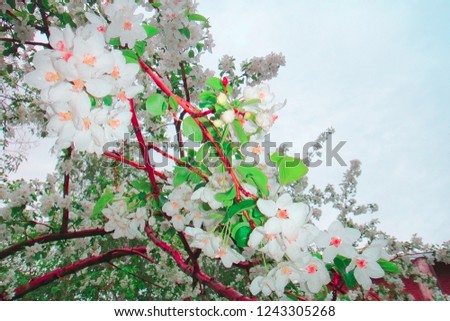 Blooming Cherry Tree in spring