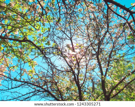 Blooming Cherry Tree in spring