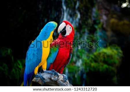 Two parrots on wooden in gardens. Two beautiful parrots in green habitat. two birds sitting on the branch,Thailand. Wildlife scene from tropical nature.nature copy space.