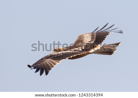 Picture in flight by flapping of the booted eagle in brown plumage, winter  visitor of Thailand