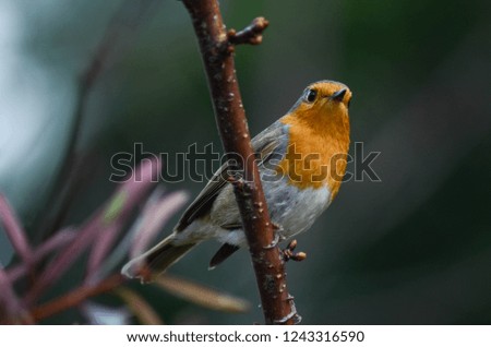 The European robin on a branch