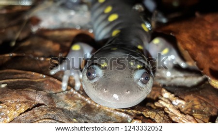 A spotted salamander making it's way to the vernal pool to breed.