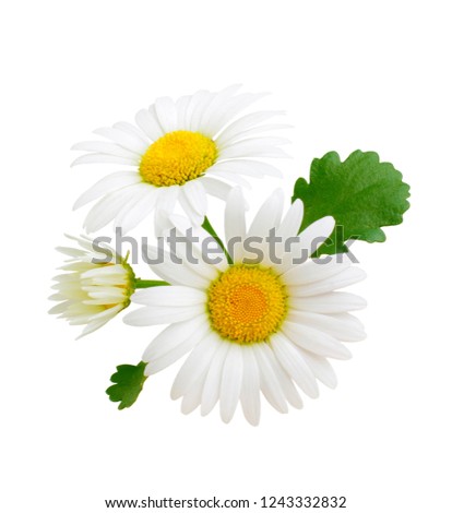 Chamomile flowers composition isolated on white background as package design element Royalty-Free Stock Photo #1243332832