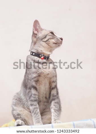 cute short hair young asian kitten grey and black stripes home cat relaxing lazy on a bed portrait shot selective focus blur home indoor background