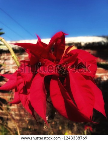 Red flower, a gentle reminder that Christmas is just round the corner