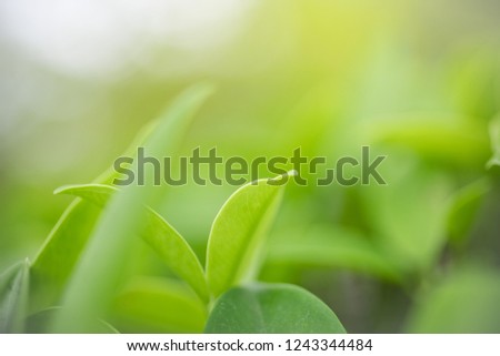 Green leaf in the morning with sunlight at garden ,natrural green plants. Image use for background concept.