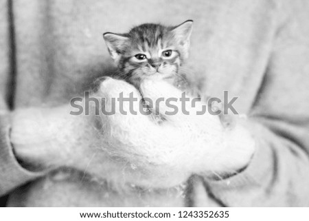 Woman in warm cosy mittens holding cute kitten. Closeup picture