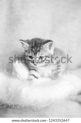 Woman in warm cosy mittens holding cute kitten. Closeup picture