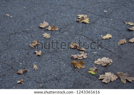 Fall foliage on the pavement