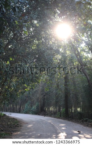  sunrise in the rubber plantation. Morning 