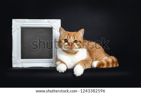 Cute youngster red tabby with white British Shorthair cat kitten laying side ways beside photo frame filled with blackboard, looking straight at lens with orange eyes. Isolated on black Background.