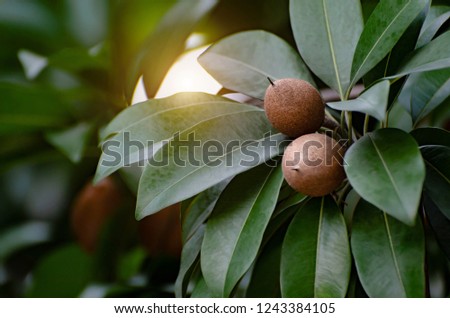 Sapodilla is a Thai fruit.Sapodilla is on the tree in the morning.