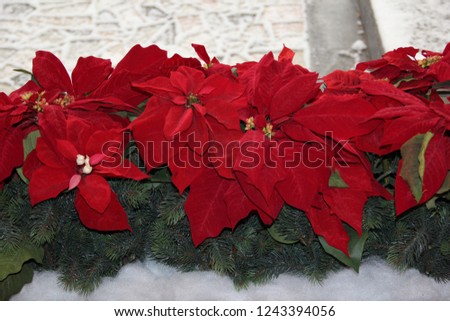 red traditional Christmas flowers