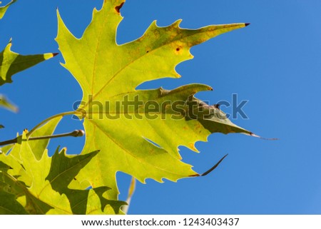 Maple leaves against the blue sky