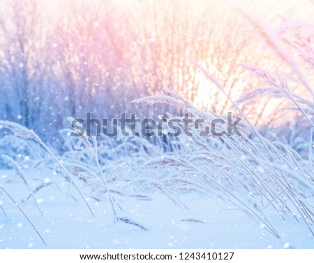 Winter landscape with snow-covered reeds in the sun