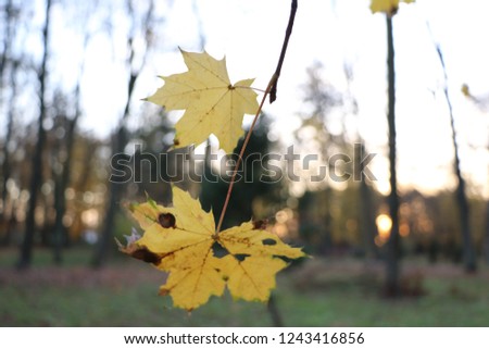 Golden leaves in the park