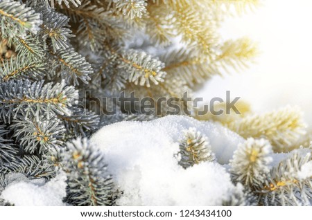 Twigs of fir tree in the snow. Christmas and New Year winter background. Greeting card