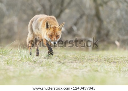 Beautiful red fox in wintertime on a cold day