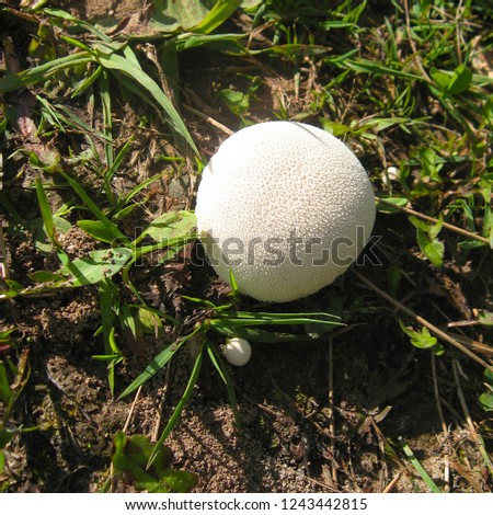 White puffball mushroom in the grass in the sunlight. Top view, square photo