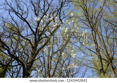 Spring nature magnolia tree blossom, fresh green trees, bright blue sky background