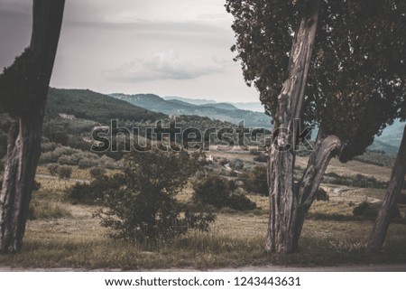 Retro looking picture with threes in the foreground and the beautiful Italian countryside in the background  