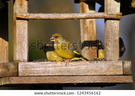 Wild bird eating in feeding station.