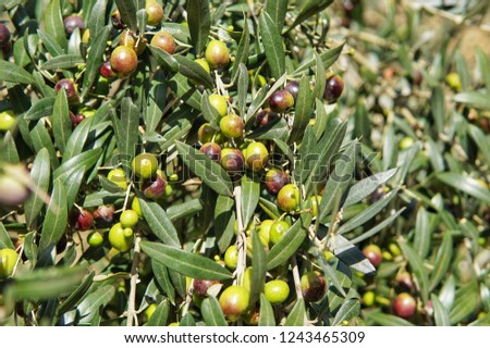 Green and black olives on the branch between the leaves.
