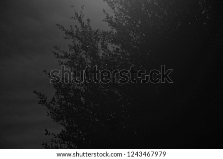 black and white photograph of the suns reflection on a tree.