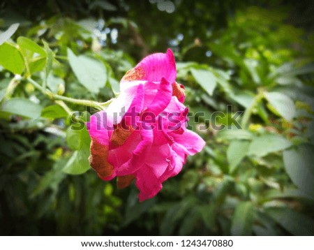 Beautiful Image Of Rose. Pink Color Background Green