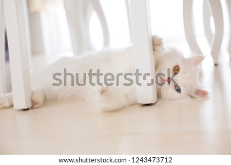 Cute spectacular splendid Beautiful long hair white Persian cat has blue and yellow eyes play