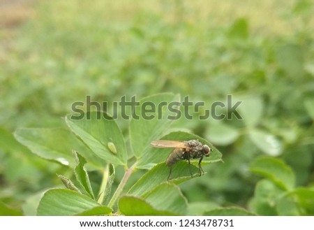 fly and plant louse on clover 