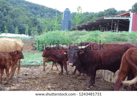 brown cows in a farm