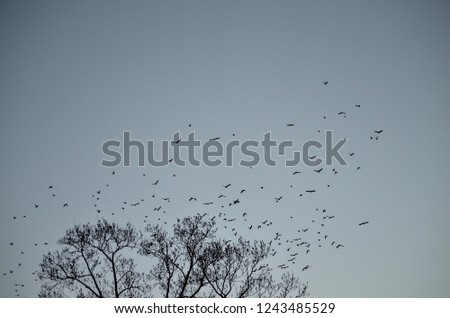 Flock of Birds Against Twilight Sky at Dusk in Autumn