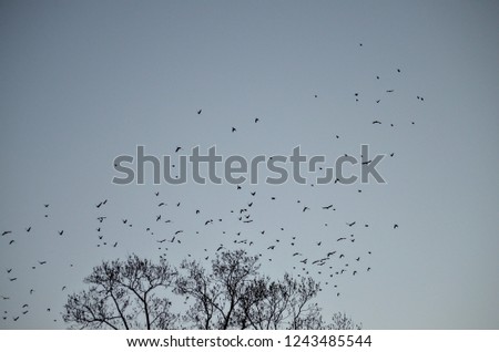 Flock of Birds Against Twilight Sky at Dusk in Autumn
