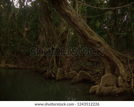 Mysterious Indiana river, island Dominica caribbean