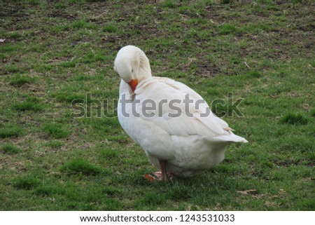 white goose picture
