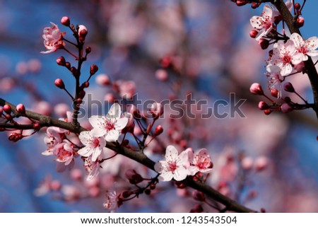 blossom fruit, spring